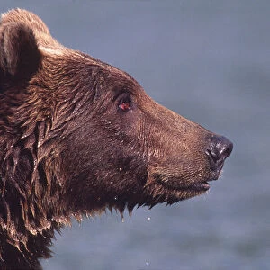 Alaska. Alaskan Brown Bear