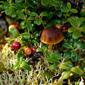 Alaska, Denali National Park, Hidden World, Mushroom, Berries, Lichens