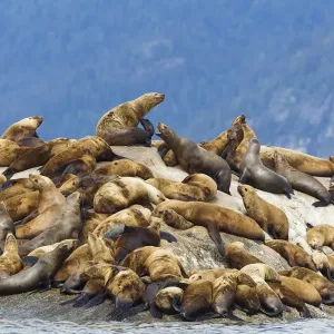 Alaska Glacier Bay Print: Stellar Sea Lions Hauled Out Alaska Glacier Bay Print: Stellar Sea Lions Hauled Out