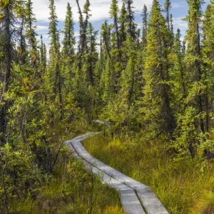 Alaska Tetlin National Wildlife Refuge Print Alaska Tetlin National Wildlife Refuge Print