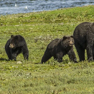 Alaska, Tongass National Forest, Admiralty Island. Grizzly bear sow and cubs. Credit as