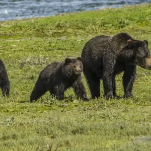 Alaska Print: Grizzly Bear Sow and Cubs in Tongass National Forest Alaska Print: Grizzly Bear Sow and Cubs in Tongass National Forest