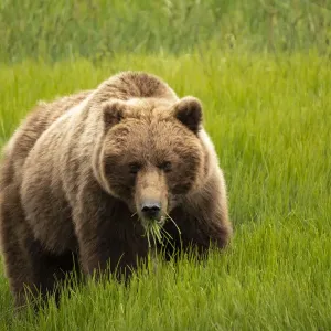 Alaska Print: Grizzly Bear in Grassland Alaska Print: Grizzly Bear in Grassland