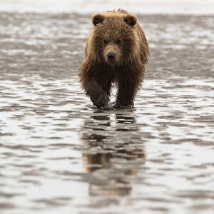 Alaska, USA. Grizzly bear walking through mud