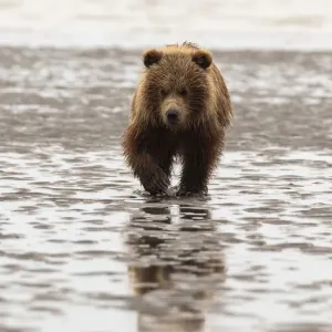 Alaska Print: Grizzly Bear in Mud Alaska Print: Grizzly Bear in Mud