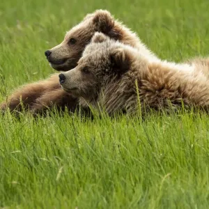Alaska Print: Two Grizzly Bears on Grass Alaska Print: Two Grizzly Bears on Grass