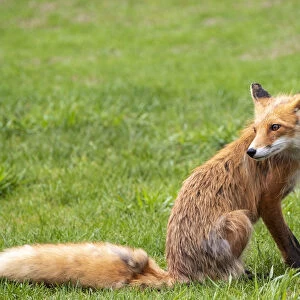Alaska, USA. Red fox on grass