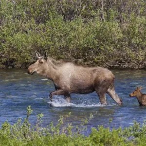 Alaskan Cow Moose with Young Calf Alaskan Cow Moose with Young Calf
