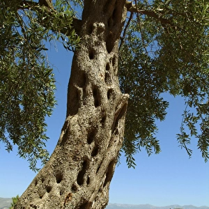 Albania, Butrint, olive tree at Ksamili bay