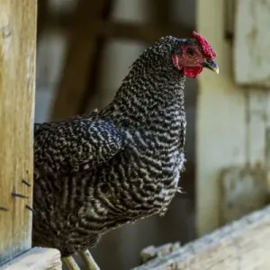 Albuquerque, New Mexico. Ancona breed, black and white speckled Rooster, stands