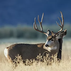 Alert mule deer buck and doe, Montana, USA