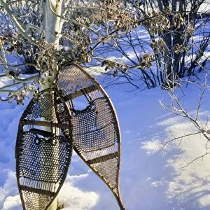 The Algonkin Indians made and used snow shoes for hunting and trapping during the