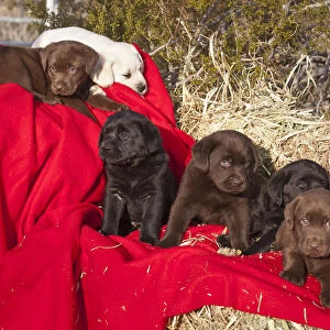 All three colors of Labrador Retriever puppies sitting and lying on red fabric drapped