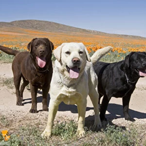 All three colors of Labrador Retrievers standing on a dirt road in Antelope Valley
