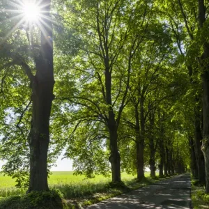 Alley on the island of Usedom. Europe, Germany, Mecklenburg-Western Pomerania, Usedom Alley on the island of Usedom. Europe, Germany, Mecklenburg-Western Pomerania, Usedom