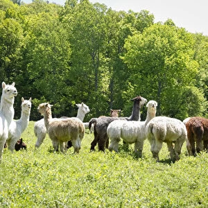 Alpaca Farm. Millbrook, New York, USA