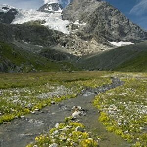 Alpine Meadow, Obersteinberg area, below Tschingelhorn, Upper Lauterbrunnen Valley