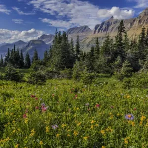Alpine wildflowers with Garden Wall at Logan Pass in Glacier National Park, Montana, USA