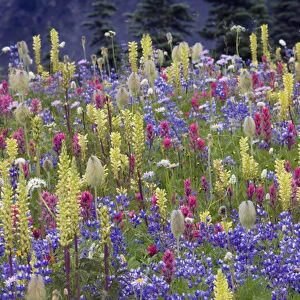 Alpine Wildflowers; Mount Rainier