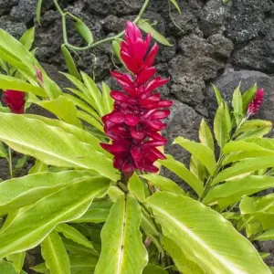 Alpinia purpurata Print Alpinia purpurata Print