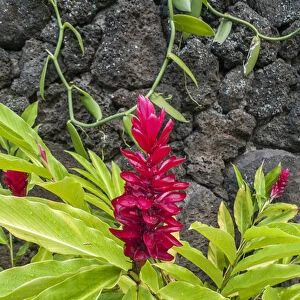 Alpinia purpurata, Hanalei, Hawaii, Kauai, Red Ginger