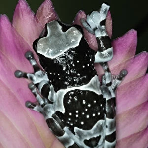 Amazon Milk Frog, Trachycephalus resinifictrix