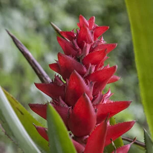 Found throughout the amazon Rainforest is the red bromeliad