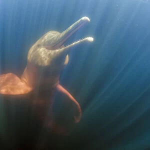 Amazon river dolphins, Amazonas, Brazil