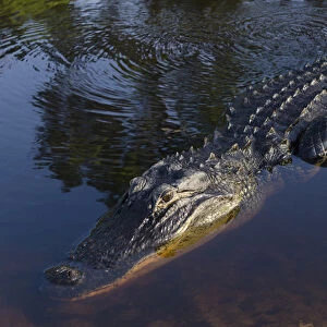 American alligator (Alligator mississippiensis) Okefenokee National Wildlife Refuge