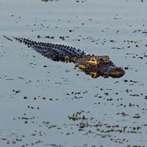 American Alligator (Alligator mississippiensis) Viera Wetlands, Brevard County, Florida