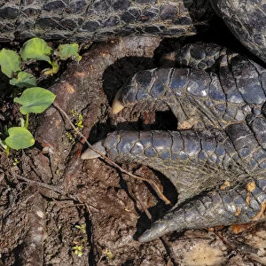 American alligator foot, Florida