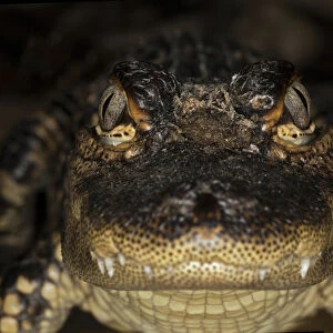American Alligator portrait