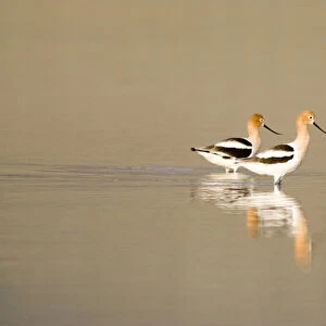 American avocets in shallow water of Mann Lake in southeastern Oregon