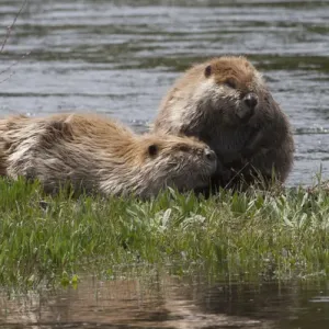 American Beaver Pair Print American Beaver Pair Print