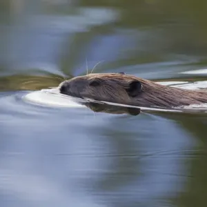 American Beaver Print American Beaver Print