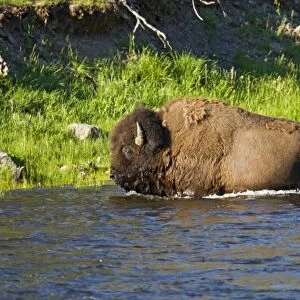 American Bison (Bison bison) bull swimming Yellowstone River, Yellowstone National Park