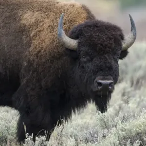 American Bison Bull Print, Grand Tetons National Park, Wyoming American Bison Bull Print, Grand Tetons National Park, Wyoming