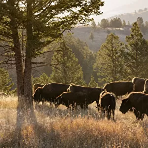 American Bison bulls Bison americanus, Blacktail plateau, Yellowstone National Park