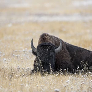 American Bison in meadow with light dusting of snow, Yellowstone National Park, Wyoming