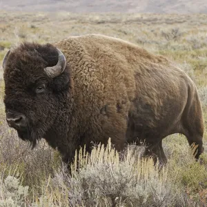 American Bison in sagebrush meadow. Grand Teton National Park American Bison in sagebrush meadow. Grand Teton National Park
