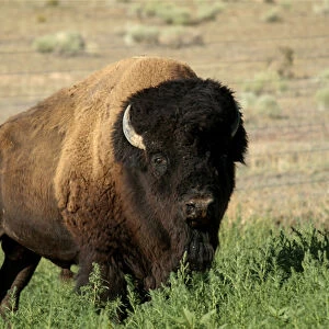 American bison, Santa Fe, New Mexico, United States (PR)