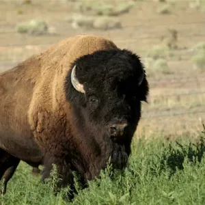 American bison, Santa Fe, New Mexico, United States (PR)
