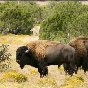 Two American Bisons on a farm, Santa Fe, New Mexico, United States. (PR)