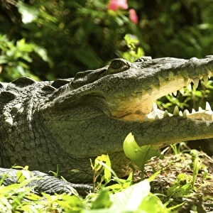 American crocodile (Crocodylus acutus) Costa Rica