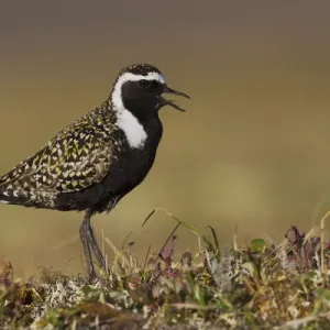 American Golden Plover Calling American Golden Plover Calling
