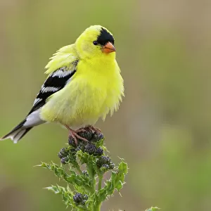 American goldfinch atop thistle buds, USA, Washington State