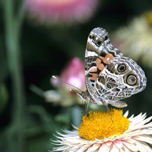 American Lady butterfly (Vanessa virginiensis) on Outback Paper Daisy (Bracteantha