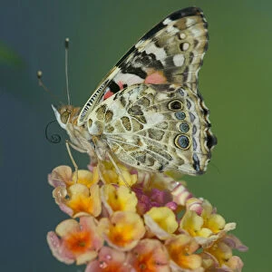 American Painted Lady Butterfly, Vanessa virginiensis
