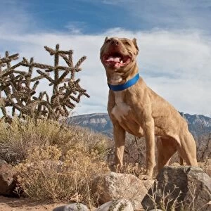 An American Pitt Bull Terrier dog standing on a rock looking regal with the Sandia