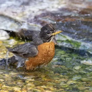 American Robin (Turdus migratorius) bathing Marion County, Illinois American Robin (Turdus migratorius) bathing Marion County, Illinois